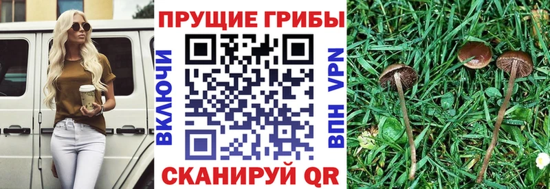 где купить наркоту Шилка Псилоцибиновые грибы прущие грибы